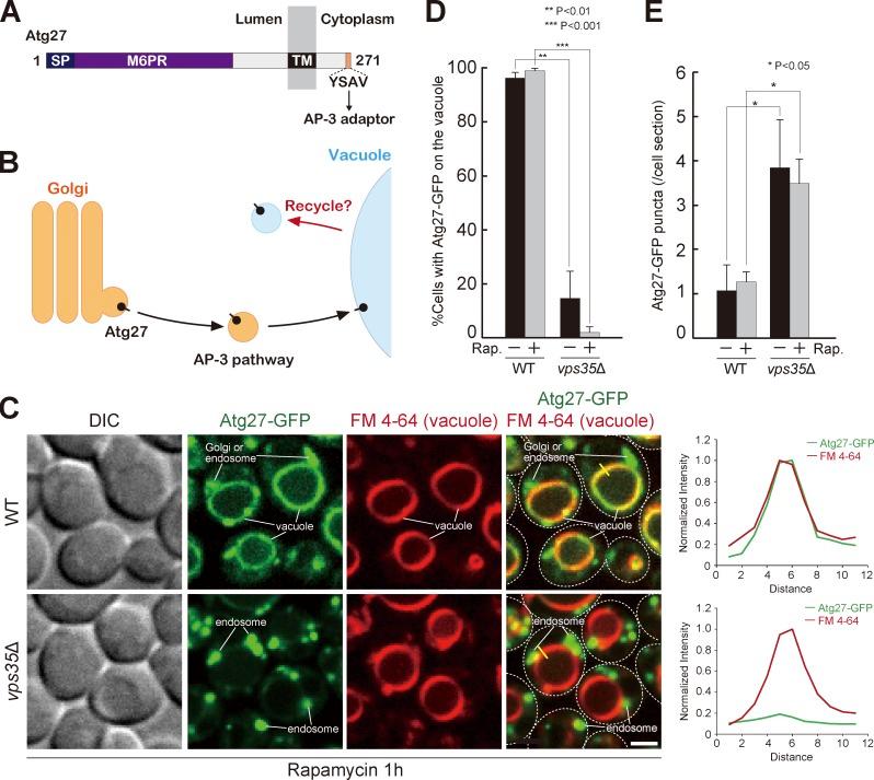 https://cdn.ncbi.nlm.nih.gov/pmc/blobs/4008/5940307/fe7f83b5fef1/JCB_201709162_Fig1.jpg