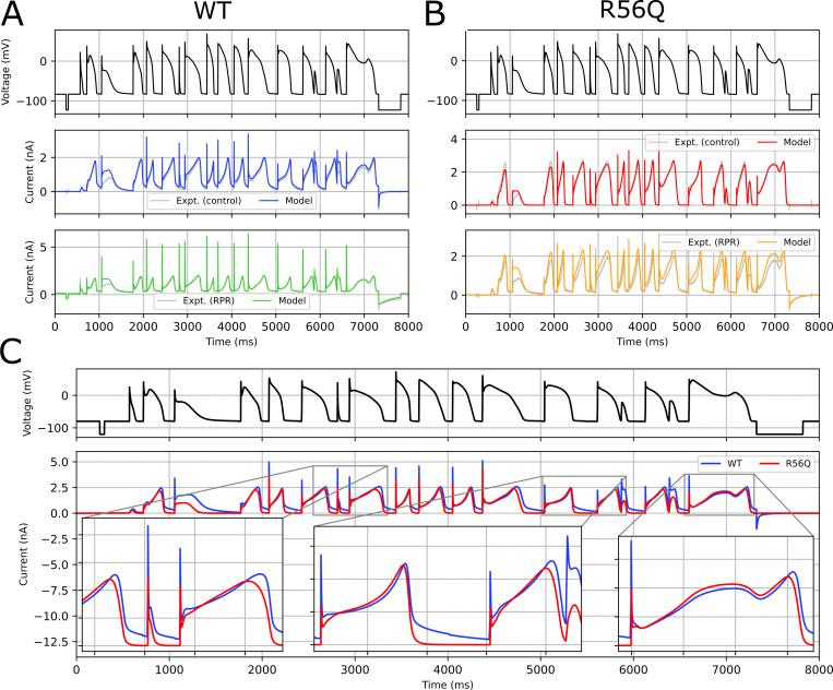 https://cdn.ncbi.nlm.nih.gov/pmc/blobs/400d/8493834/cb1d8f883c37/JGP_202112923_Fig12.jpg