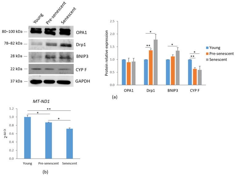 https://cdn.ncbi.nlm.nih.gov/pmc/blobs/400e/12024194/60e6046b4af0/antioxidants-14-00446-g003.jpg