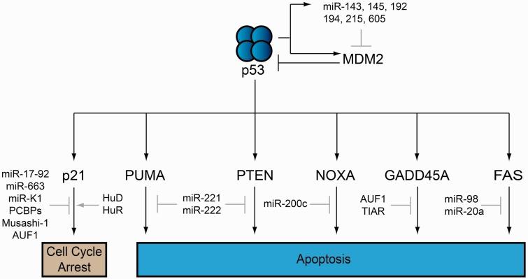 https://cdn.ncbi.nlm.nih.gov/pmc/blobs/4010/3548162/4958ef7eebfd/els058f1p.jpg