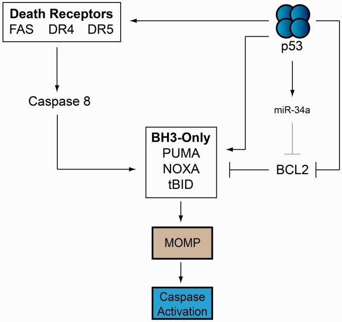 https://cdn.ncbi.nlm.nih.gov/pmc/blobs/4010/3548162/ab4ffebb0a95/els058f5p.jpg