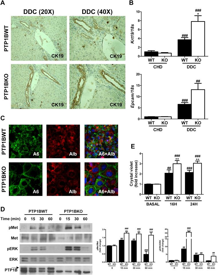 https://cdn.ncbi.nlm.nih.gov/pmc/blobs/4010/5784331/33ce2380c57d/gr8.jpg