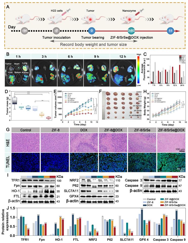 https://cdn.ncbi.nlm.nih.gov/pmc/blobs/4011/10945335/304c8c96a106/thnov14p1939g008.jpg
