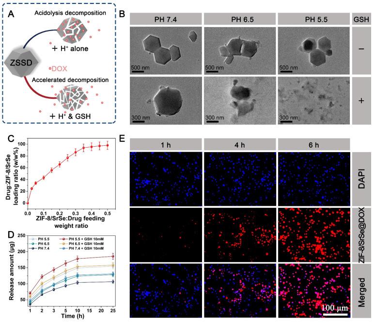 https://cdn.ncbi.nlm.nih.gov/pmc/blobs/4011/10945335/4aff7f16e940/thnov14p1939g006.jpg