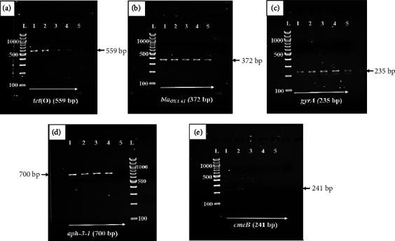 https://cdn.ncbi.nlm.nih.gov/pmc/blobs/4018/10060070/51228394978c/IJMICRO2023-8394605.003.jpg