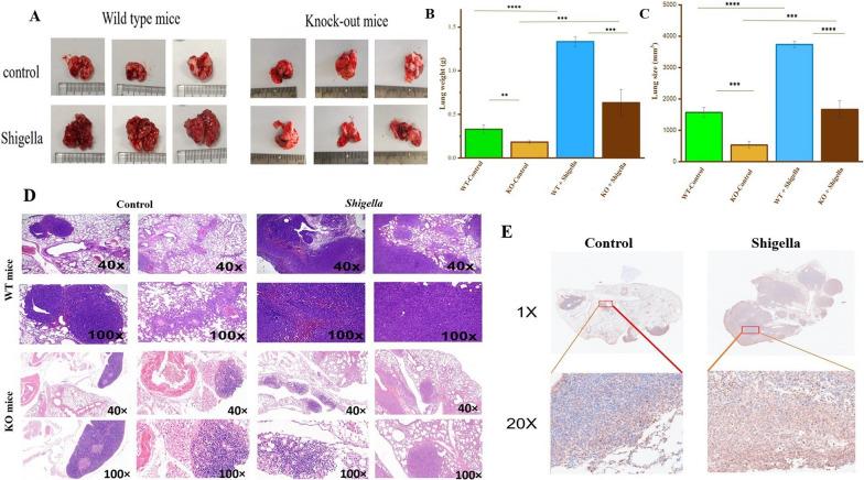 https://cdn.ncbi.nlm.nih.gov/pmc/blobs/4018/12181914/1fc6d0418fa7/13027_2025_667_Fig7_HTML.jpg