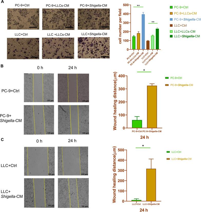 https://cdn.ncbi.nlm.nih.gov/pmc/blobs/4018/12181914/a201575350cb/13027_2025_667_Fig6_HTML.jpg