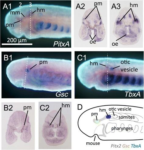 https://cdn.ncbi.nlm.nih.gov/pmc/blobs/4019/4831119/e0aa8050b056/40851_2016_46_Fig7_HTML.jpg