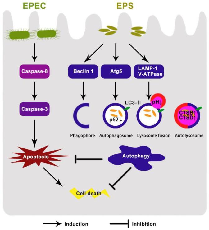 https://cdn.ncbi.nlm.nih.gov/pmc/blobs/4019/8625581/296da68a11fe/microorganisms-09-02363-g006.jpg