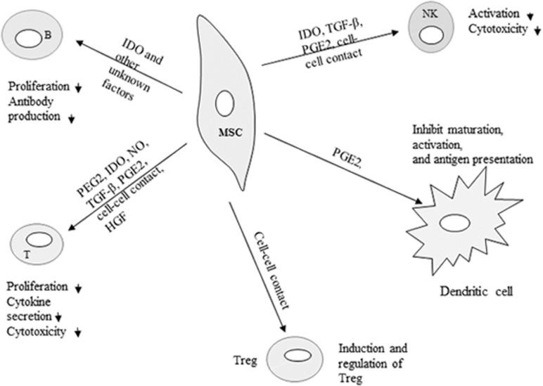 https://cdn.ncbi.nlm.nih.gov/pmc/blobs/401e/4816164/2c1e5748ede1/cddis2015327f1.jpg