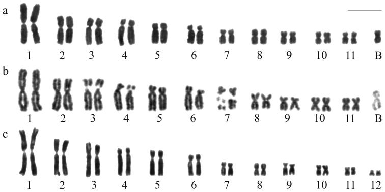 https://cdn.ncbi.nlm.nih.gov/pmc/blobs/4021/4205488/5a515a7a7878/CompCytogen-008-185-g001.jpg