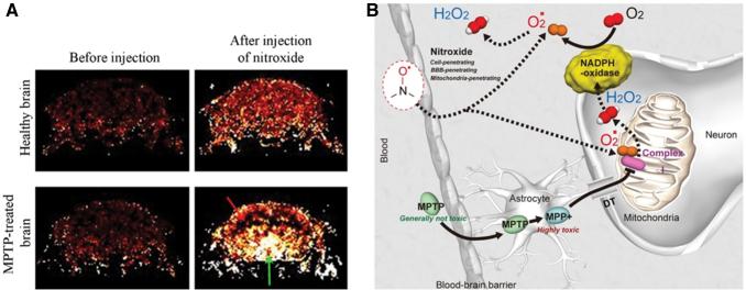 https://cdn.ncbi.nlm.nih.gov/pmc/blobs/4021/8792502/b2f65c091c4e/ars.2021.0110_figure16.jpg