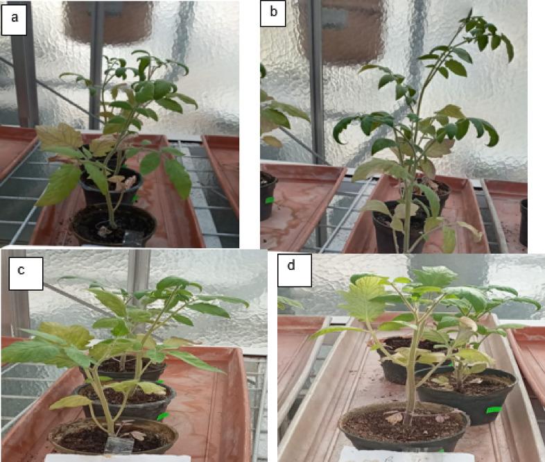 https://cdn.ncbi.nlm.nih.gov/pmc/blobs/4022/12457586/42bc74b462f1/41598_2025_19871_Fig11_HTML.jpg
