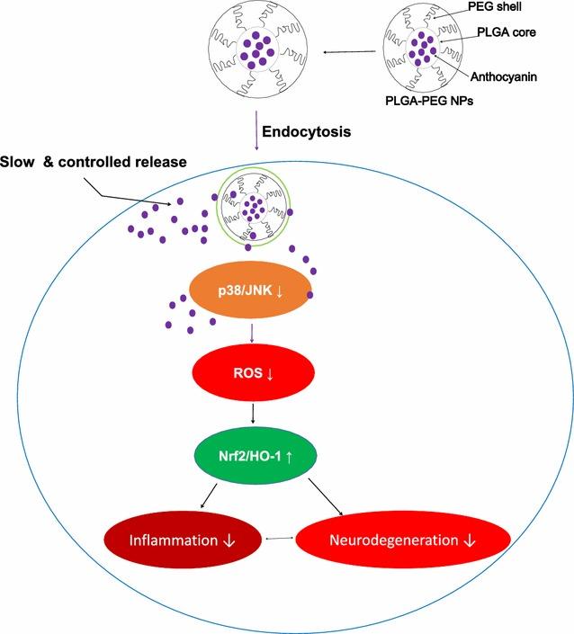 https://cdn.ncbi.nlm.nih.gov/pmc/blobs/4027/5297201/ab4800d5aeee/12951_2016_227_Fig6_HTML.jpg