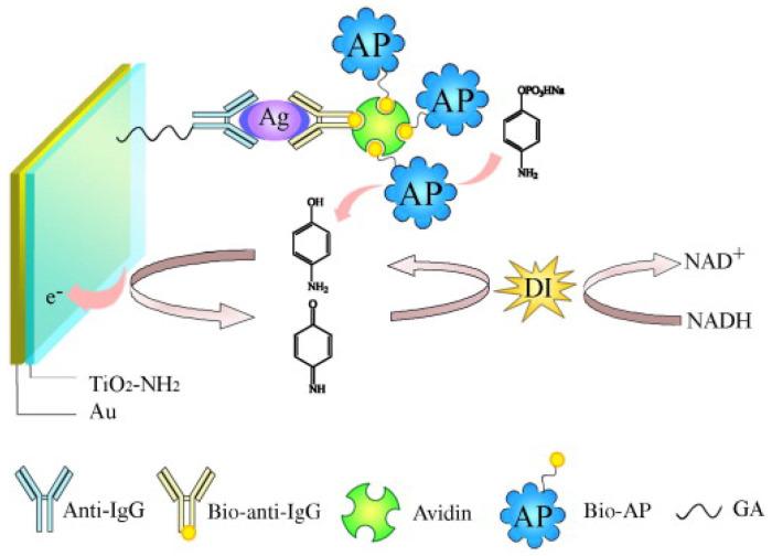 https://cdn.ncbi.nlm.nih.gov/pmc/blobs/402c/10526794/36c79a635c30/biosensors-13-00855-g008.jpg