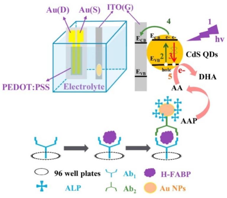https://cdn.ncbi.nlm.nih.gov/pmc/blobs/402c/10526794/a5df88fc6817/biosensors-13-00855-g016.jpg