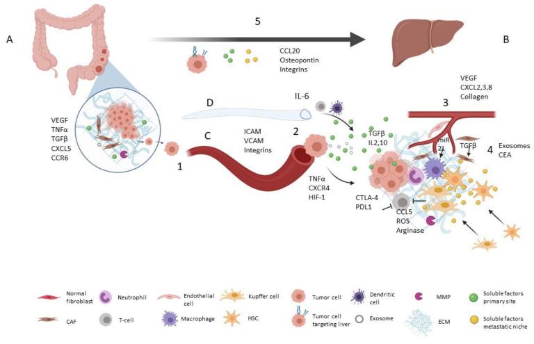 https://cdn.ncbi.nlm.nih.gov/pmc/blobs/4030/7961499/877f280fba5c/cancers-13-01130-g001.jpg