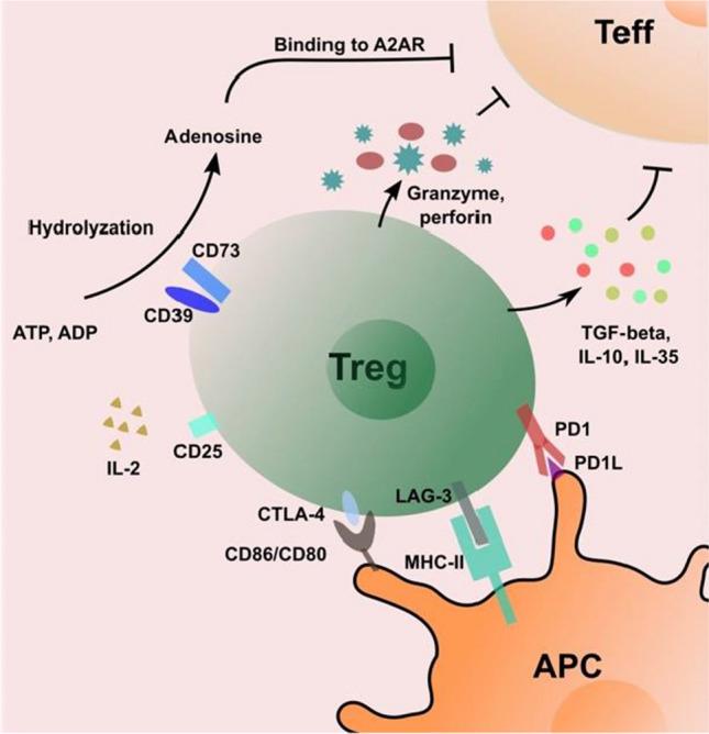 https://cdn.ncbi.nlm.nih.gov/pmc/blobs/4030/9522664/906828e6d744/18_2022_4563_Fig1_HTML.jpg