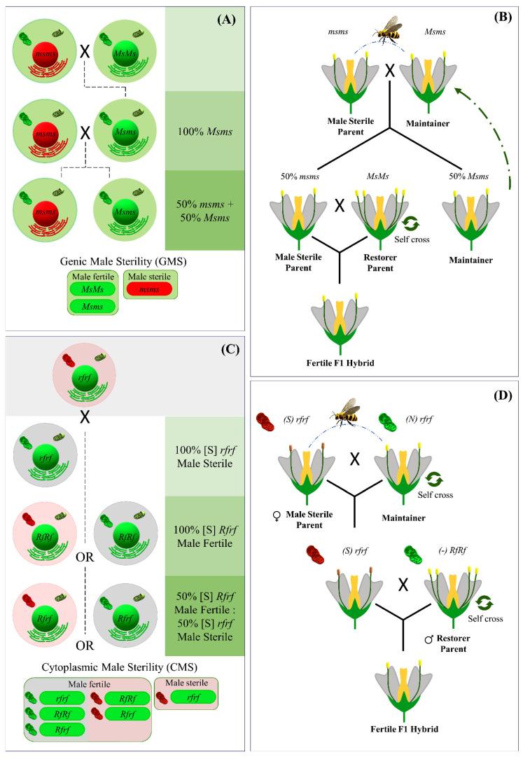 https://cdn.ncbi.nlm.nih.gov/pmc/blobs/4031/10005591/31ca2fb443df/plants-12-01060-g002.jpg