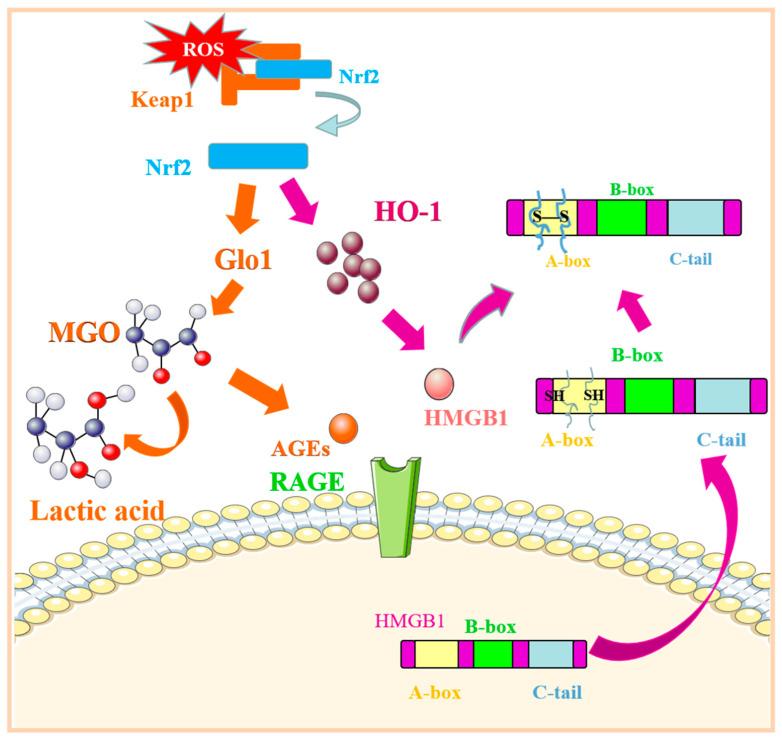 https://cdn.ncbi.nlm.nih.gov/pmc/blobs/4032/9370360/ec9408156d2f/molecules-27-04922-g005.jpg