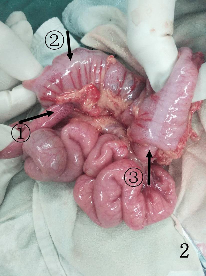 https://cdn.ncbi.nlm.nih.gov/pmc/blobs/4034/8590751/aa4251ed02f9/12893_2021_1391_Fig2_HTML.jpg