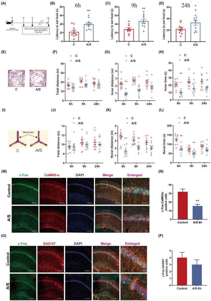 https://cdn.ncbi.nlm.nih.gov/pmc/blobs/4036/11322041/789213a4ada1/CNS-30-e14902-g008.jpg
