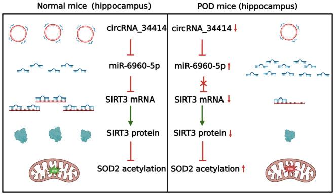 https://cdn.ncbi.nlm.nih.gov/pmc/blobs/4036/11322041/7cdba54c506c/CNS-30-e14902-g005.jpg