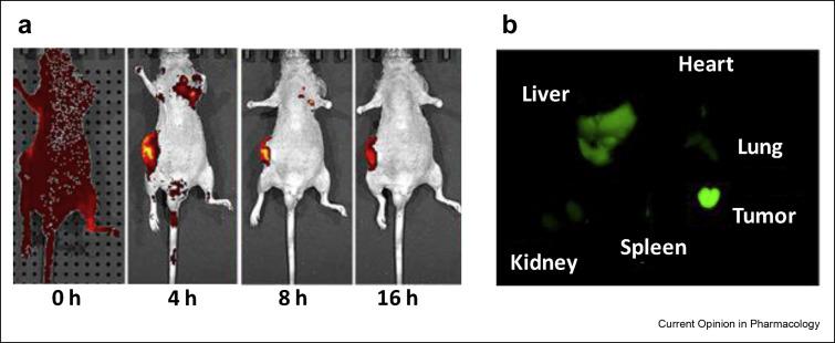 https://cdn.ncbi.nlm.nih.gov/pmc/blobs/4037/7746087/a1331fc5f9a2/gr3_lrg.jpg