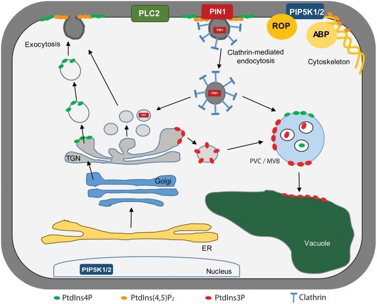 https://cdn.ncbi.nlm.nih.gov/pmc/blobs/4038/4751917/aa704109808c/fpls-07-00103-g003.jpg