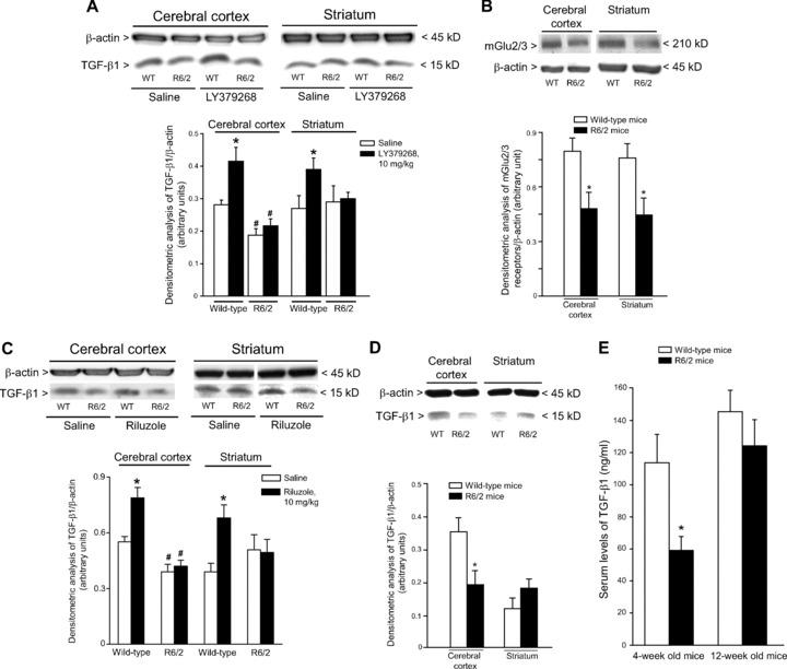 https://cdn.ncbi.nlm.nih.gov/pmc/blobs/403c/3922377/3c0cc806457a/jcmm0015-0555-f5.jpg
