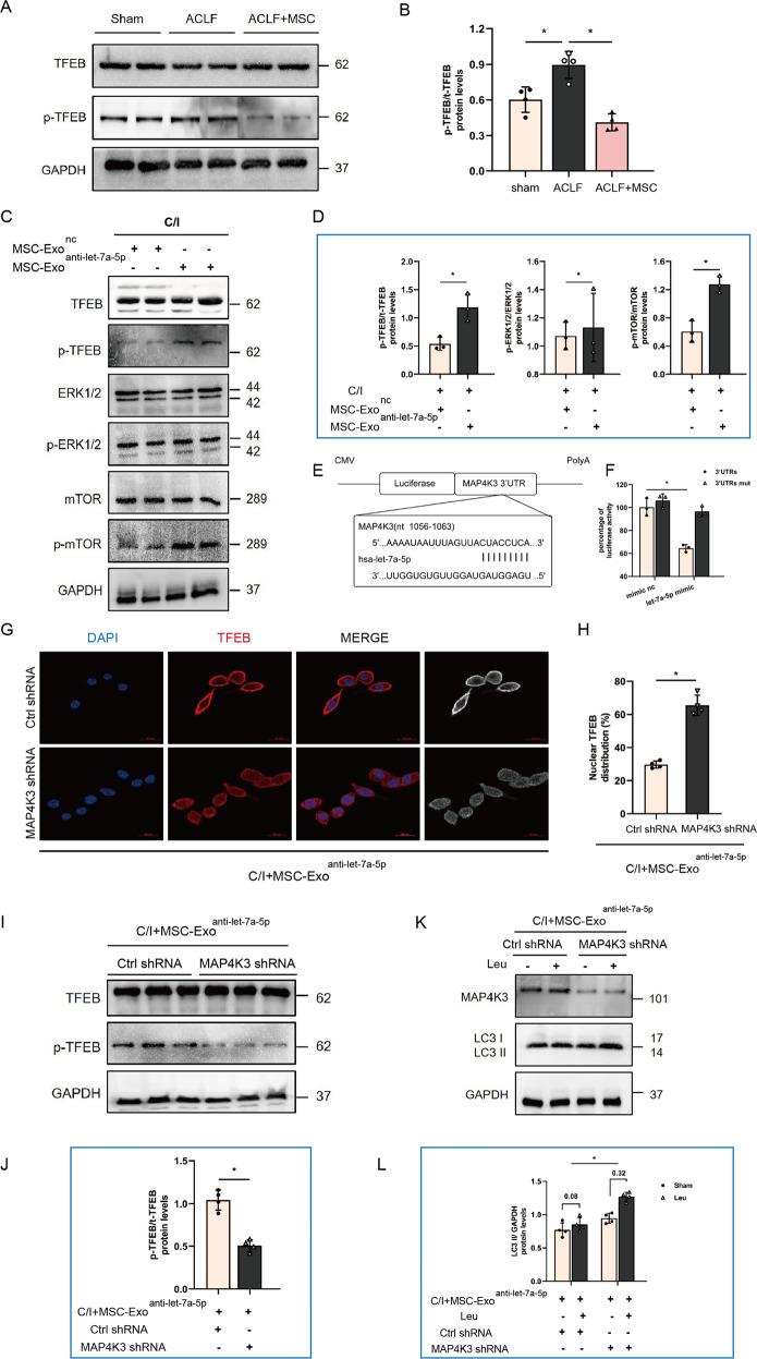 https://cdn.ncbi.nlm.nih.gov/pmc/blobs/403e/9556718/298038bf6d08/41419_2022_5303_Fig6_HTML.jpg