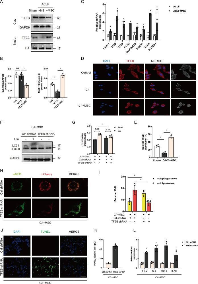 https://cdn.ncbi.nlm.nih.gov/pmc/blobs/403e/9556718/3267f6844f70/41419_2022_5303_Fig4_HTML.jpg