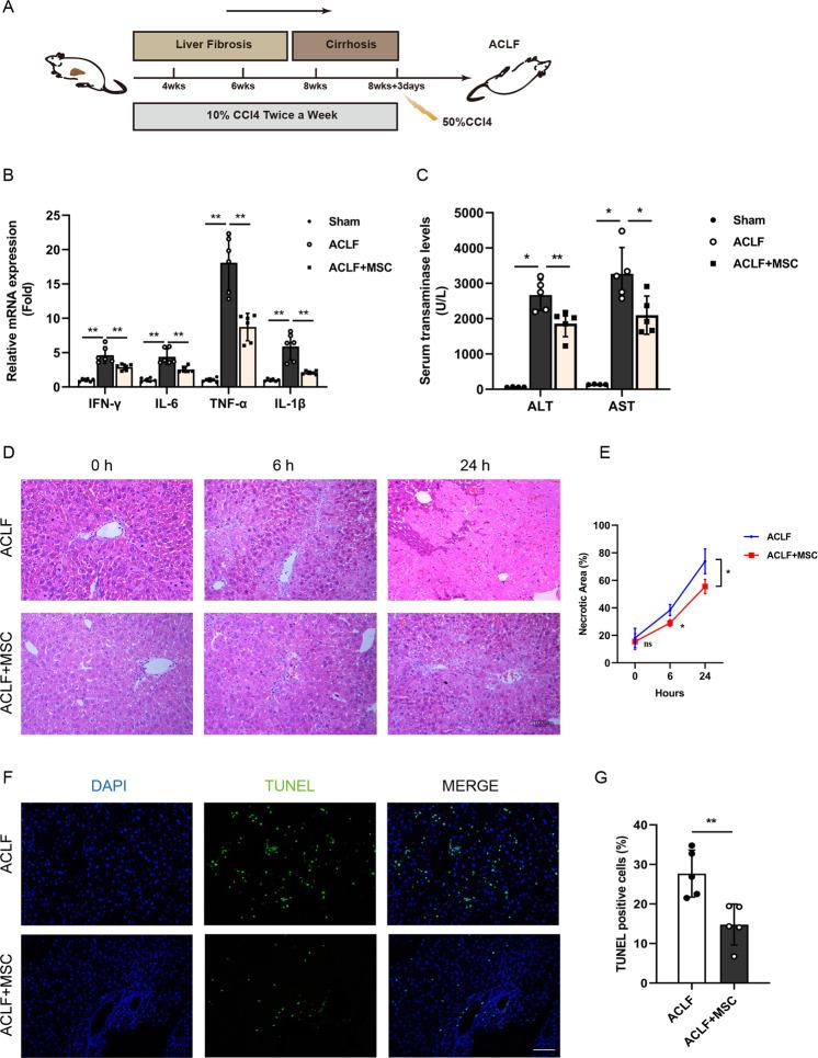 https://cdn.ncbi.nlm.nih.gov/pmc/blobs/403e/9556718/92b8bc847856/41419_2022_5303_Fig1_HTML.jpg