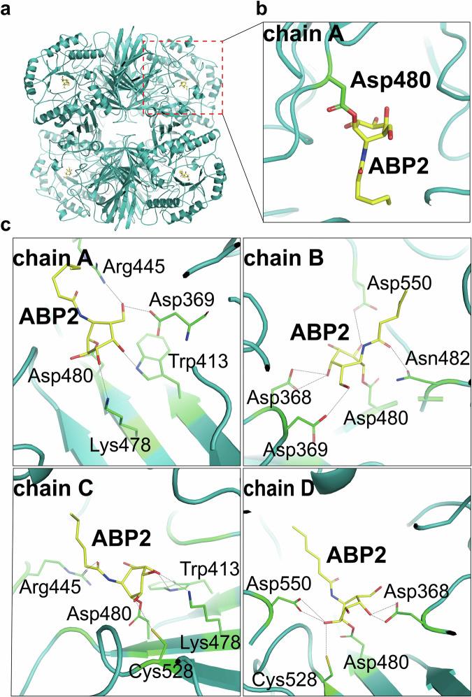 https://cdn.ncbi.nlm.nih.gov/pmc/blobs/4042/11329505/cf5c7601e5e6/42004_2024_1273_Fig5_HTML.jpg