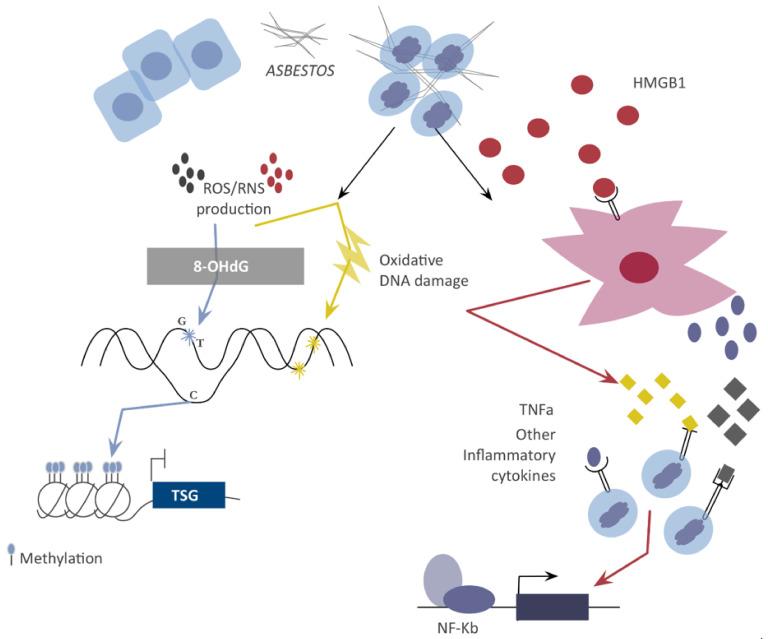 https://cdn.ncbi.nlm.nih.gov/pmc/blobs/4043/8199660/f49f42f4022c/jcm-10-02470-g001.jpg