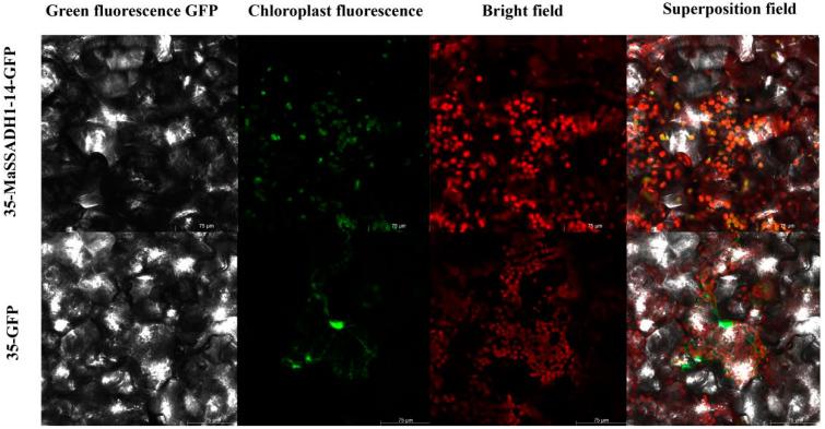 https://cdn.ncbi.nlm.nih.gov/pmc/blobs/4045/11988443/b41cd32613ee/ijms-26-03006-g010.jpg