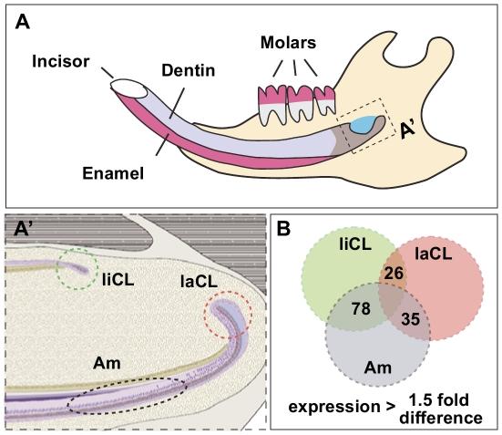 https://cdn.ncbi.nlm.nih.gov/pmc/blobs/404c/3169592/2949a63dade1/pone.0024536.g001.jpg
