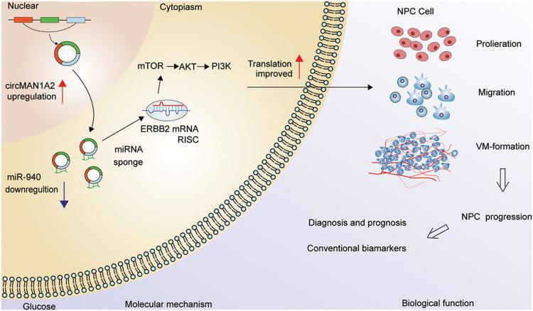 https://cdn.ncbi.nlm.nih.gov/pmc/blobs/404d/10208074/19be2caa378b/OncolRes-30-27534-f007.jpg