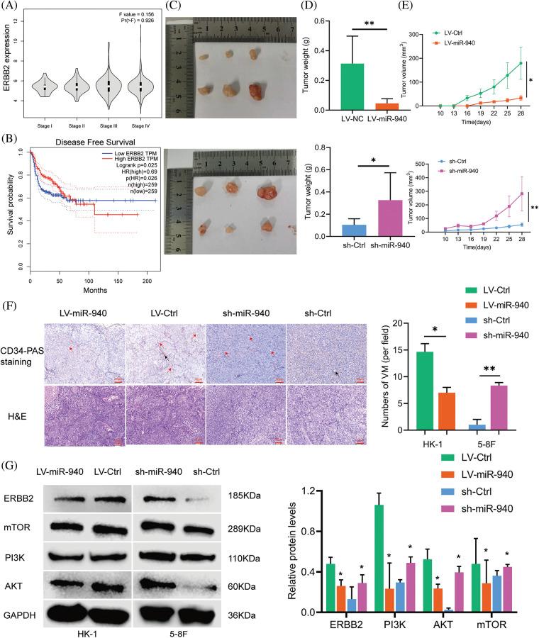 https://cdn.ncbi.nlm.nih.gov/pmc/blobs/404d/10208074/b26a96bd2b17/OncolRes-30-27534-f003.jpg