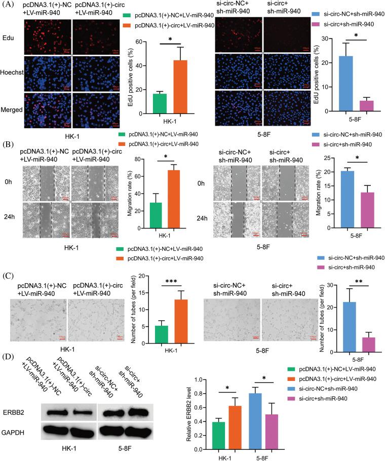 https://cdn.ncbi.nlm.nih.gov/pmc/blobs/404d/10208074/e4b34c78936b/OncolRes-30-27534-f006.jpg
