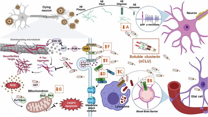https://cdn.ncbi.nlm.nih.gov/pmc/blobs/404e/12048343/bc15f6fa2141/44386_2025_9_Fig1_HTML.jpg