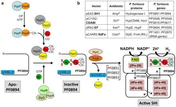https://cdn.ncbi.nlm.nih.gov/pmc/blobs/404e/2865534/ad360ab6b9e4/pone.0010526.g001.jpg