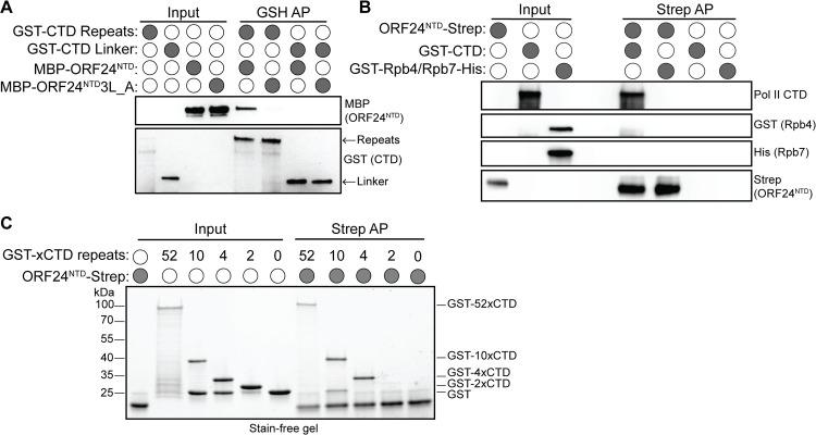 https://cdn.ncbi.nlm.nih.gov/pmc/blobs/404f/7498053/4edf1b1507b2/ppat.1008843.g005.jpg