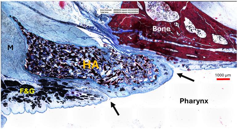 https://cdn.ncbi.nlm.nih.gov/pmc/blobs/4051/11504386/7e004b62d340/bioengineering-11-01015-g007.jpg