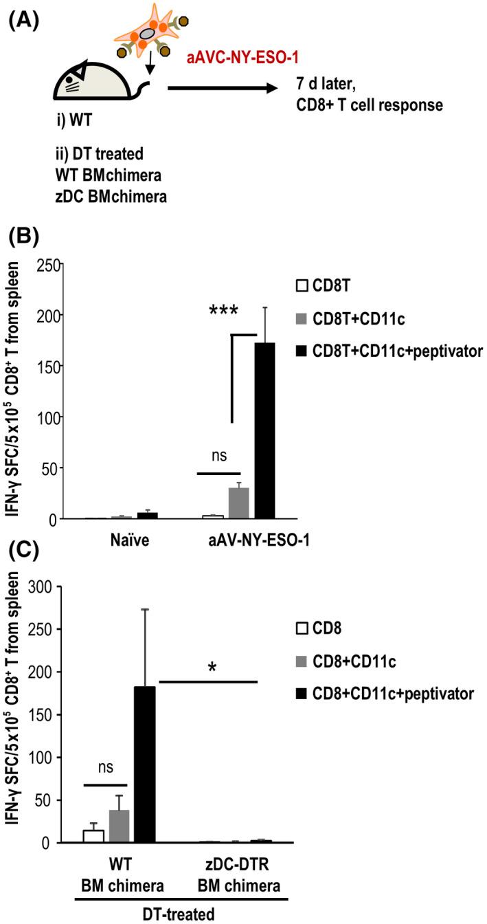 https://cdn.ncbi.nlm.nih.gov/pmc/blobs/4052/8898705/05a16501bfbd/CAS-113-864-g005.jpg