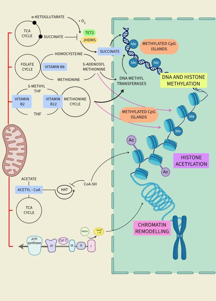 https://cdn.ncbi.nlm.nih.gov/pmc/blobs/4058/11598335/32972ad18488/fendo-15-1424826-g004.jpg