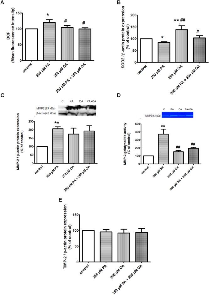 https://cdn.ncbi.nlm.nih.gov/pmc/blobs/4058/6348268/34916fe8d22e/fphar-09-01554-g002.jpg