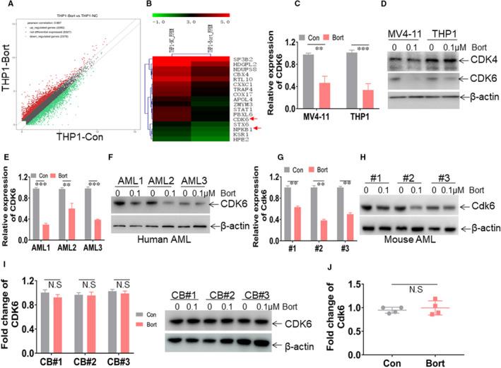 https://cdn.ncbi.nlm.nih.gov/pmc/blobs/4058/7957264/072f45d84011/JCMM-25-3124-g004.jpg