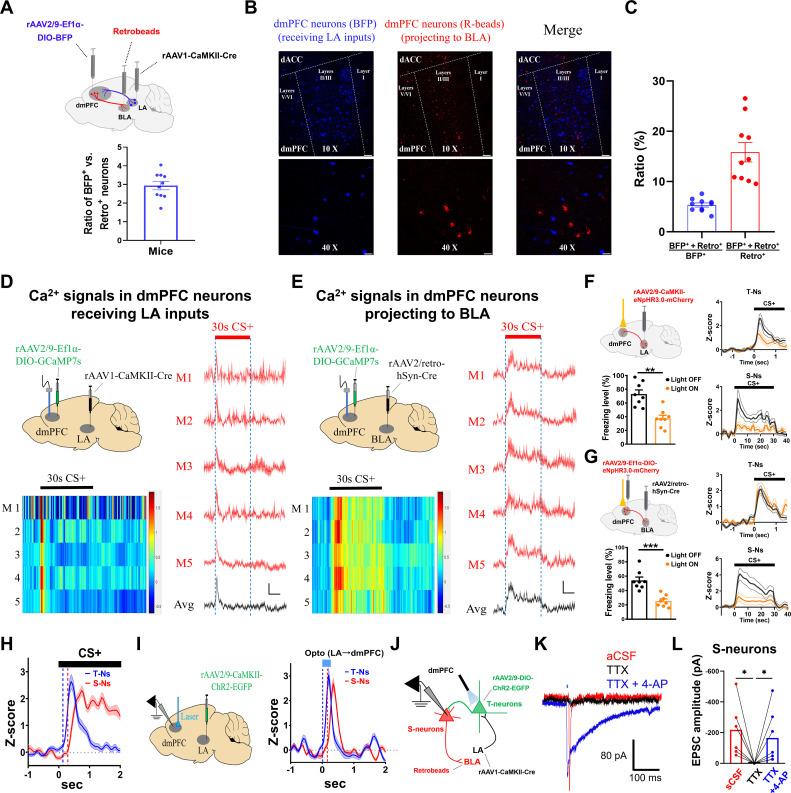 https://cdn.ncbi.nlm.nih.gov/pmc/blobs/405b/12273993/879003267fc6/pbio.3003272.g002.jpg