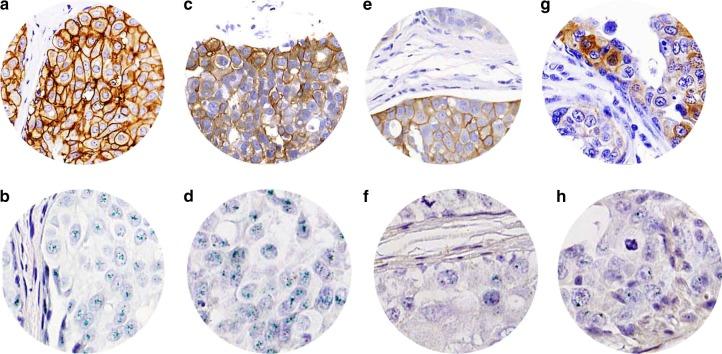 https://cdn.ncbi.nlm.nih.gov/pmc/blobs/405b/6738110/846074d22a24/41416_2019_436_Fig1_HTML.jpg